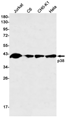 p38 Rabbit mAb