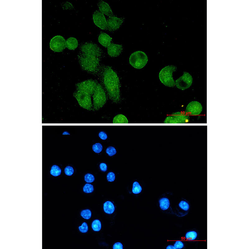 Nibrin Rabbit mAb