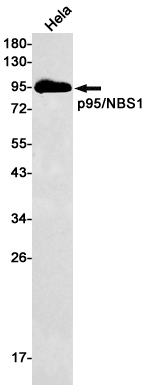 Nibrin Rabbit mAb