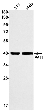 PAI1 Rabbit mAb