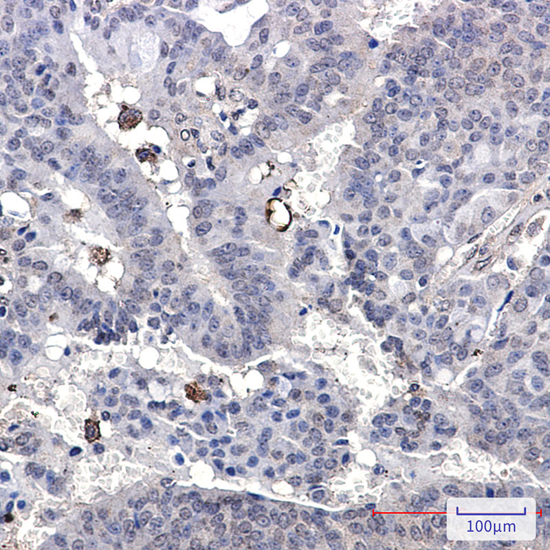 Paxillin Rabbit mAb