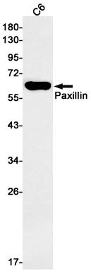 Paxillin Rabbit mAb