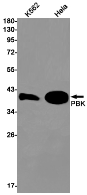 PBK Rabbit mAb