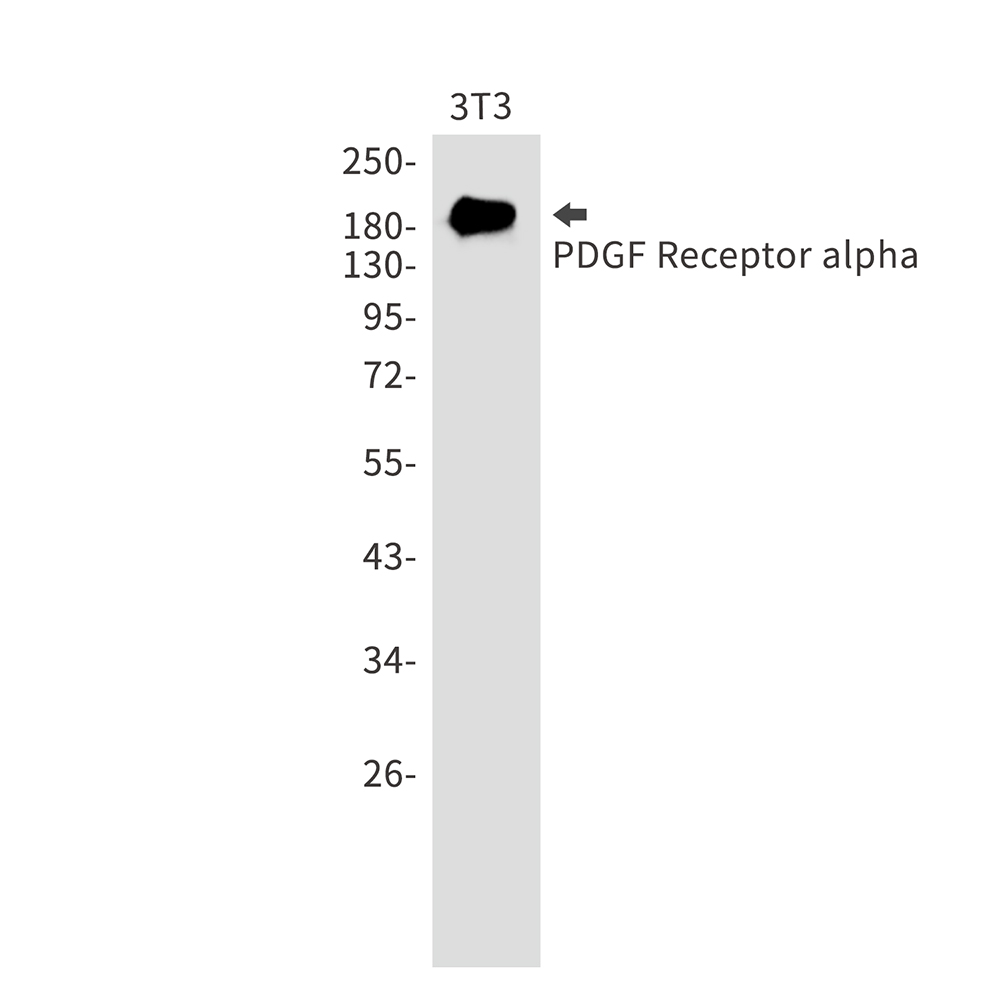 PDGFR alpha Rabbit mAb