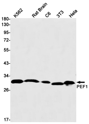 PEF1 Rabbit mAb