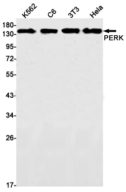 PERK Rabbit mAb