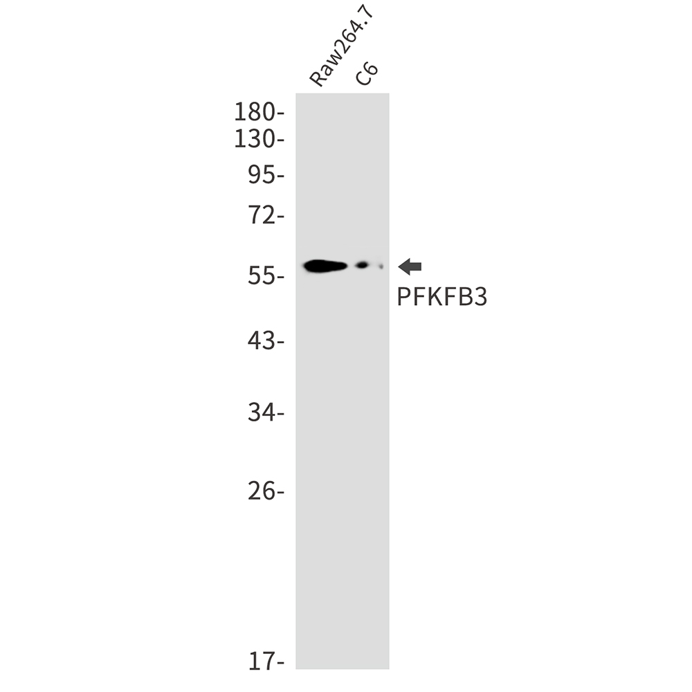 PFKFB3 Rabbit mAb