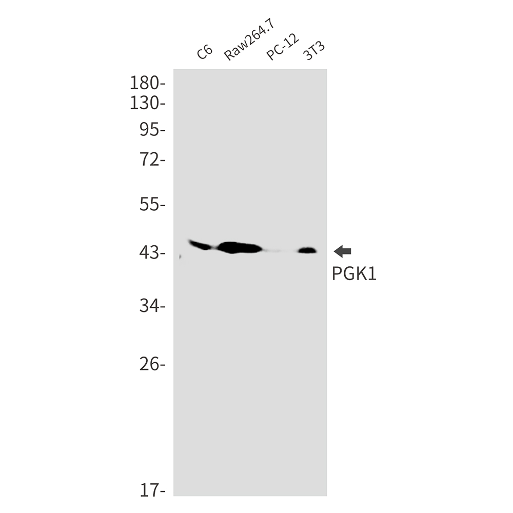 PGK1 Rabbit mAb