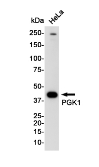 PGK1 Rabbit mAb