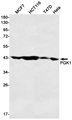 PGK1 Rabbit mAb