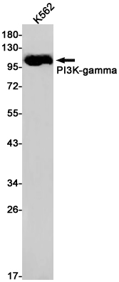 PI3 Kinase p110 gamma Rabbit mAb