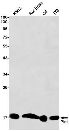 PIN1 Rabbit mAb