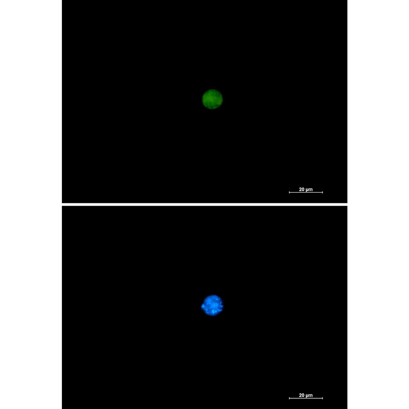 PIN1 Rabbit mAb