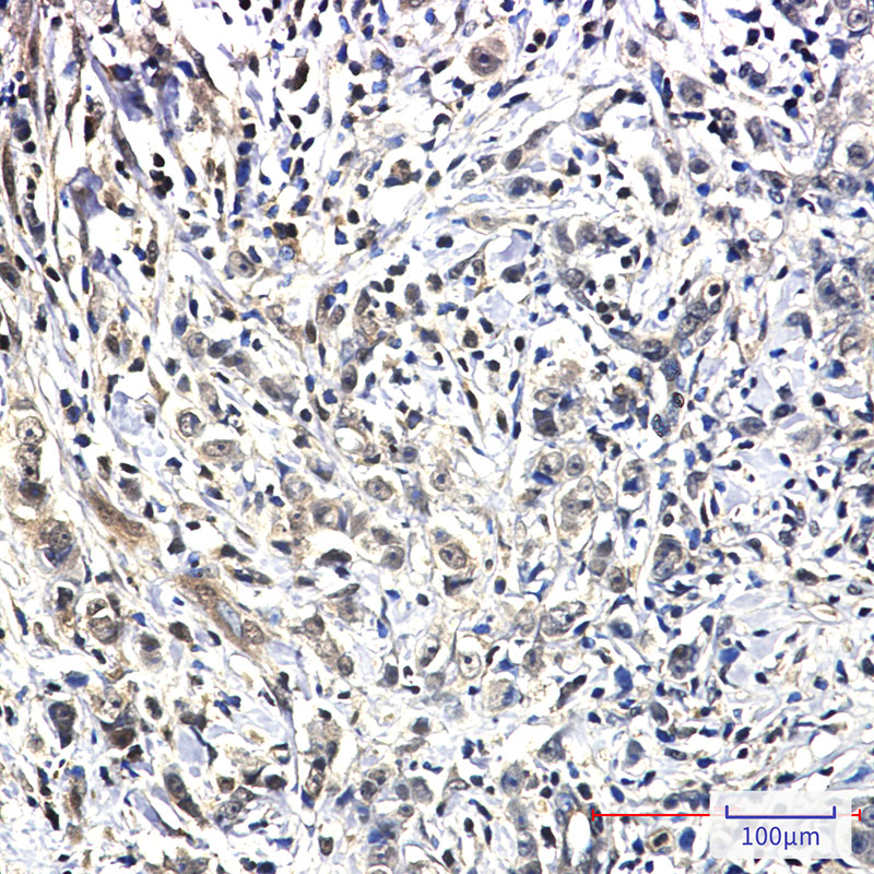 PIN1 Rabbit mAb