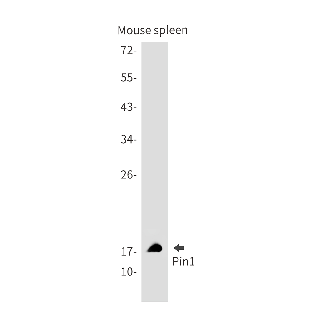 PIN1 Rabbit mAb