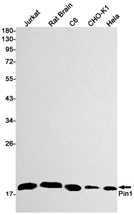 PIN1 Rabbit mAb