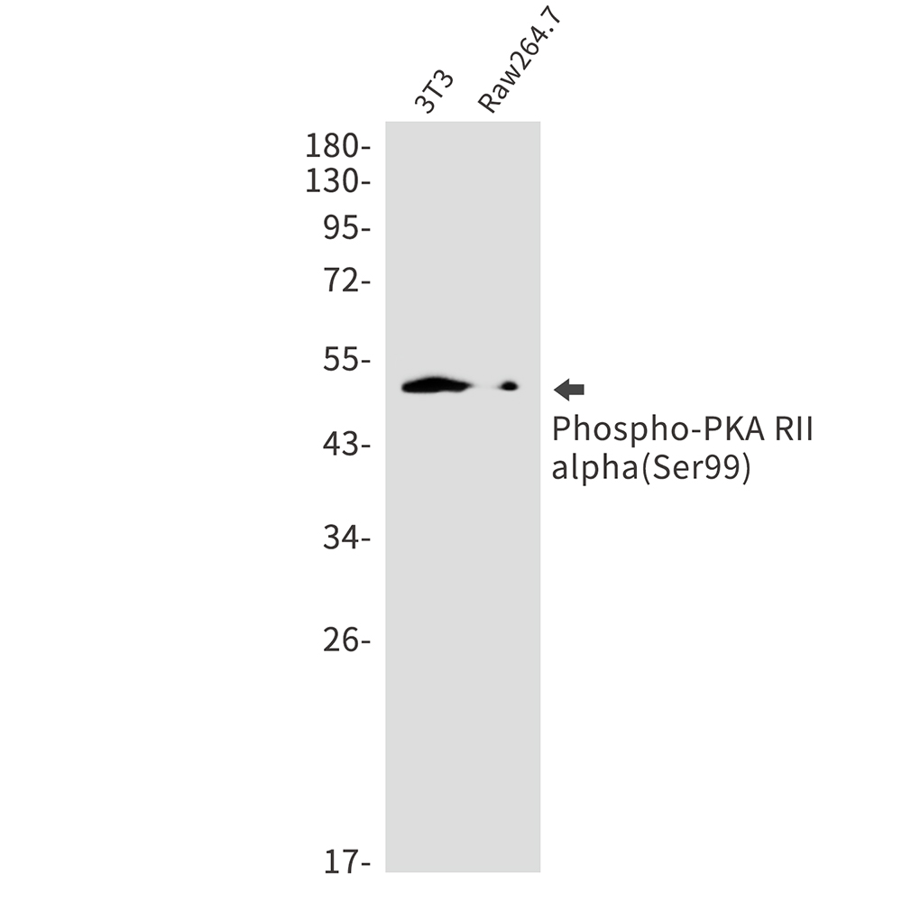 Phospho-PKA RII alpha (Ser99) Rabbit mAb