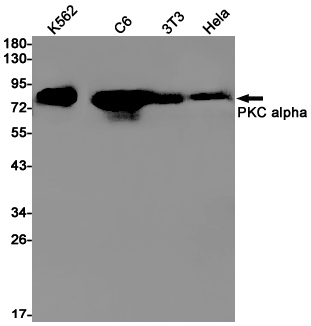 PKC alpha Rabbit mAb