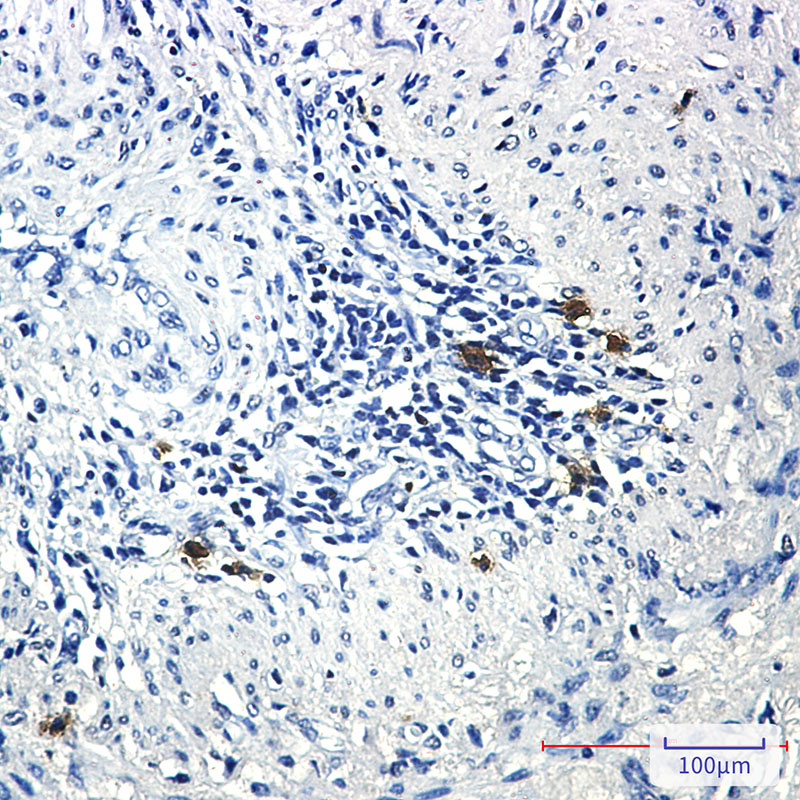 Phospho-PRC1 (Thr481) Rabbit mAb