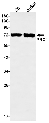 PRC1 Rabbit mAb