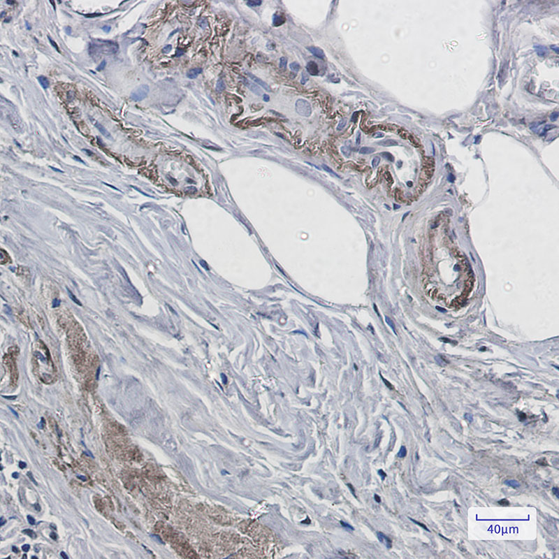 Prion Protein Rabbit mAb