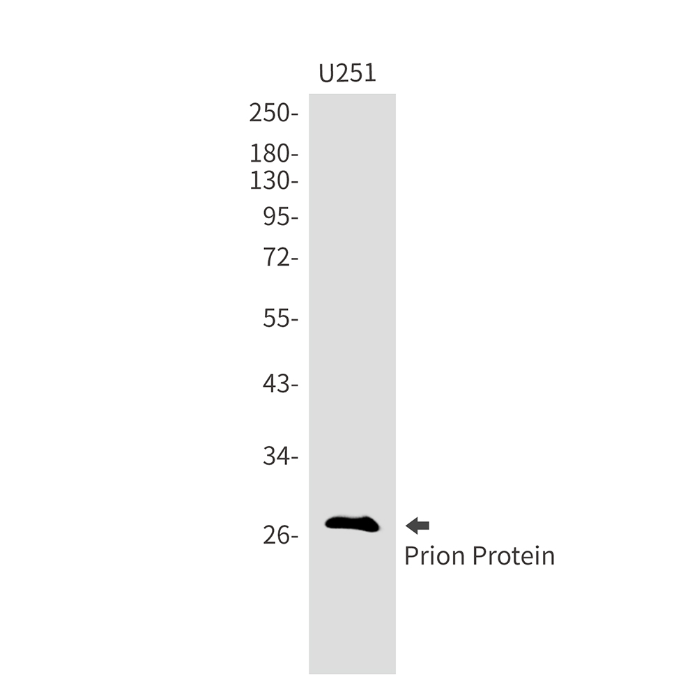 Prion Protein Rabbit mAb