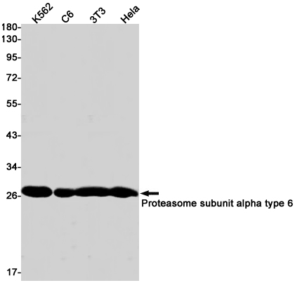 Proteasome alpha 6 Rabbit mAb