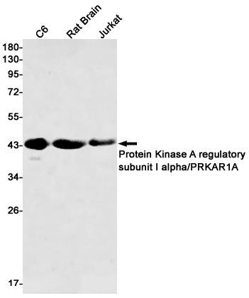 PKA RI alpha Rabbit mAb