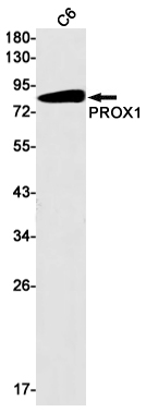 PROX1 Rabbit mAb