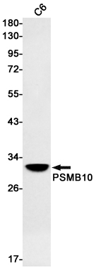 PSMB10 Rabbit mAb