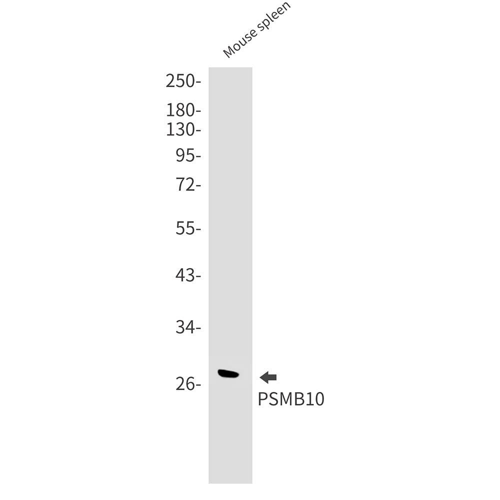 PSMB10 Rabbit mAb