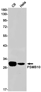 PSMB10 Rabbit mAb