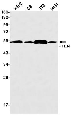 PTEN Rabbit mAb