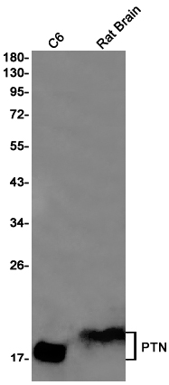 PTN Rabbit mAb