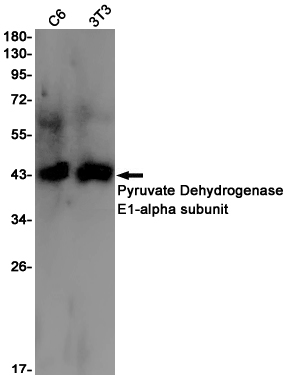 Pyruvate Dehydrogenase E1 alpha Rabbit mAb