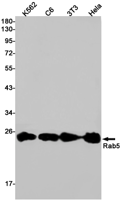 Rab5 Rabbit mAb