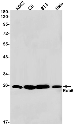 Rab5 Rabbit mAb