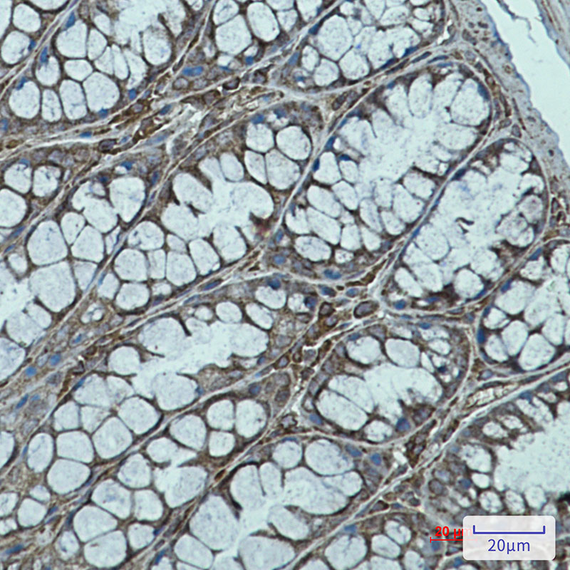 Rab7 Rabbit mAb