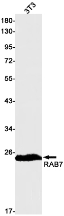 Rab7 Rabbit mAb
