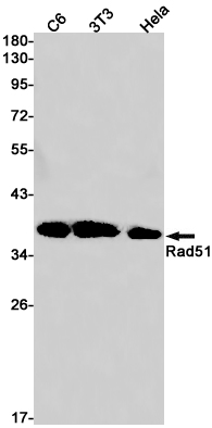 Rad51 Rabbit mAb