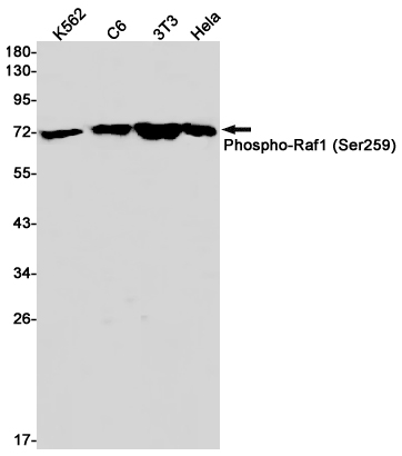 Phospho-Raf1 (Ser259) Rabbit mAb