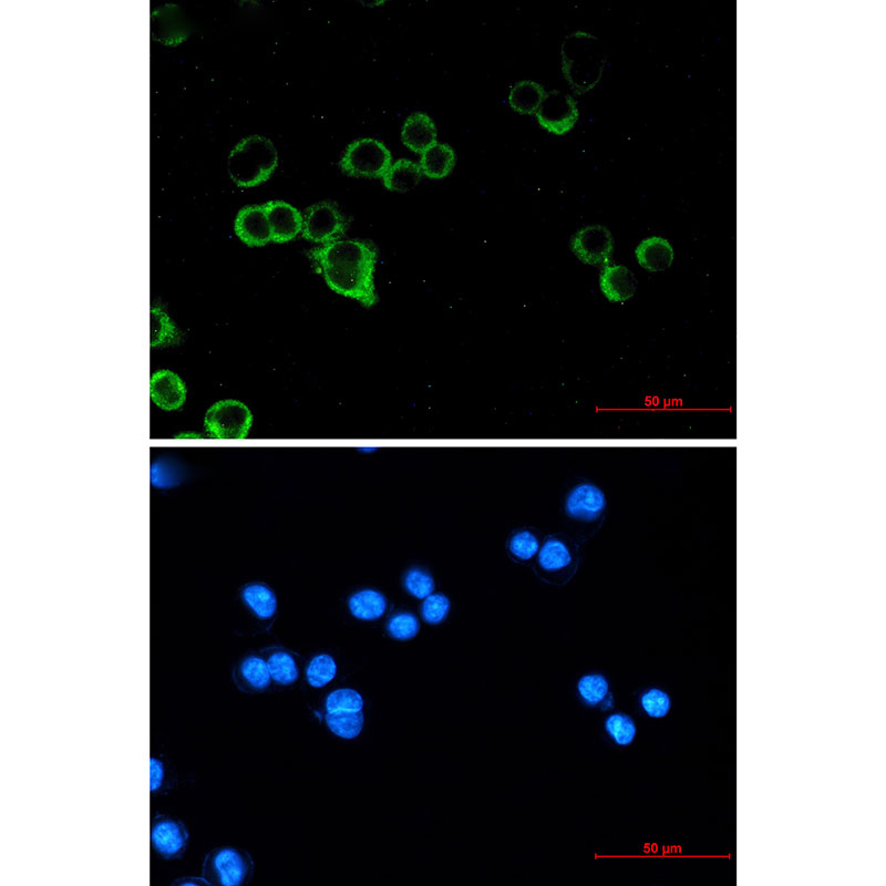 Raf1 Rabbit mAb