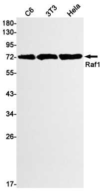 Raf1 Rabbit mAb