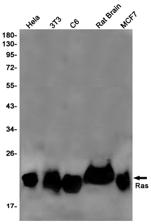 GTPase NRAS Rabbit mAb