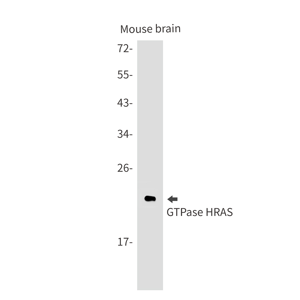 GTPase HRAS Rabbit mAb