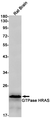 GTPase HRAS Rabbit mAb