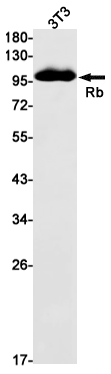 Rb Rabbit mAb