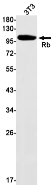 Rb Rabbit mAb