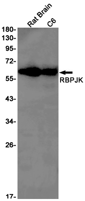 RBPJK Rabbit mAb