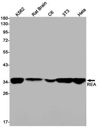 REA Rabbit mAb